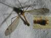 Tipula fascipennis